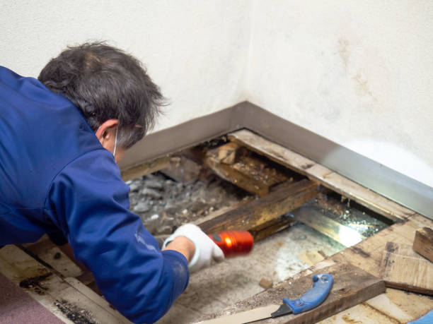 Best Insurance-Related Mold Remediation in Sparrow Bush, NY