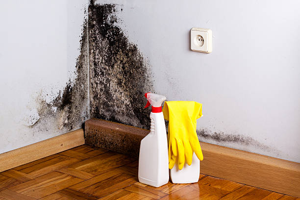 Best Mold Remediation for Specific Building Types in Sparrow Bush, NY